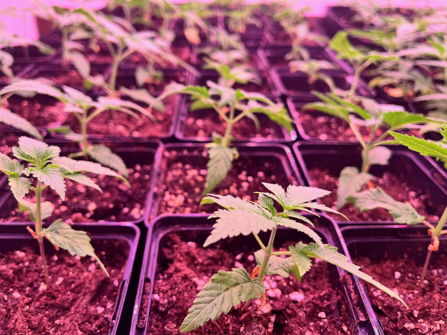 Herbs and More, CannabisHanfKonoplja Mureck Austria Konopljini