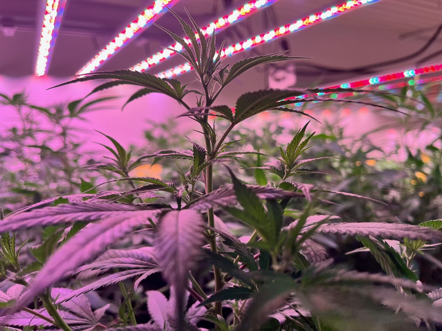 Herbs and More, CannabisHanfKonoplja Mureck Austria Konopljini