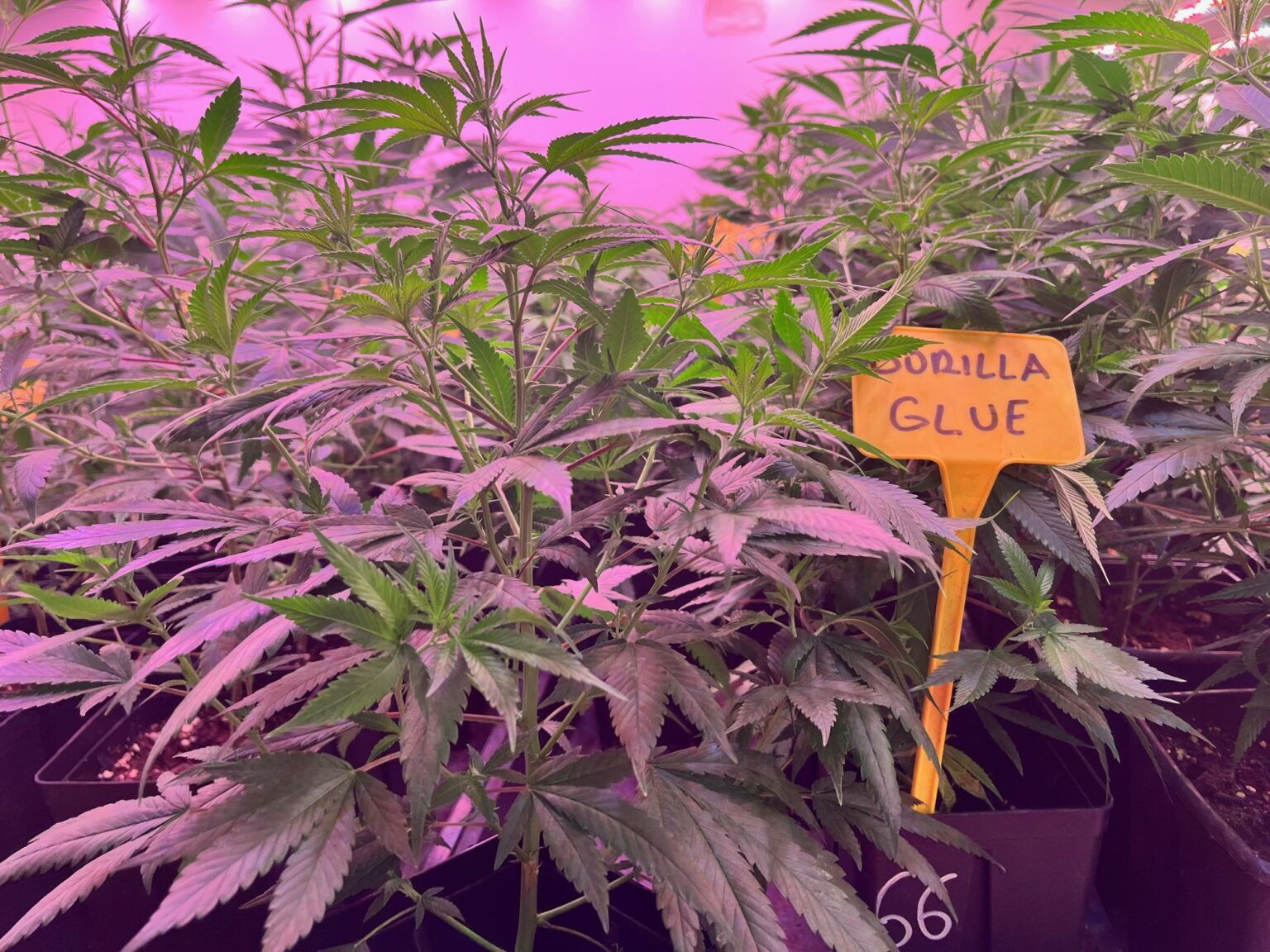 Herbs and More, CannabisHanfKonoplja Mureck Austria Konopljini