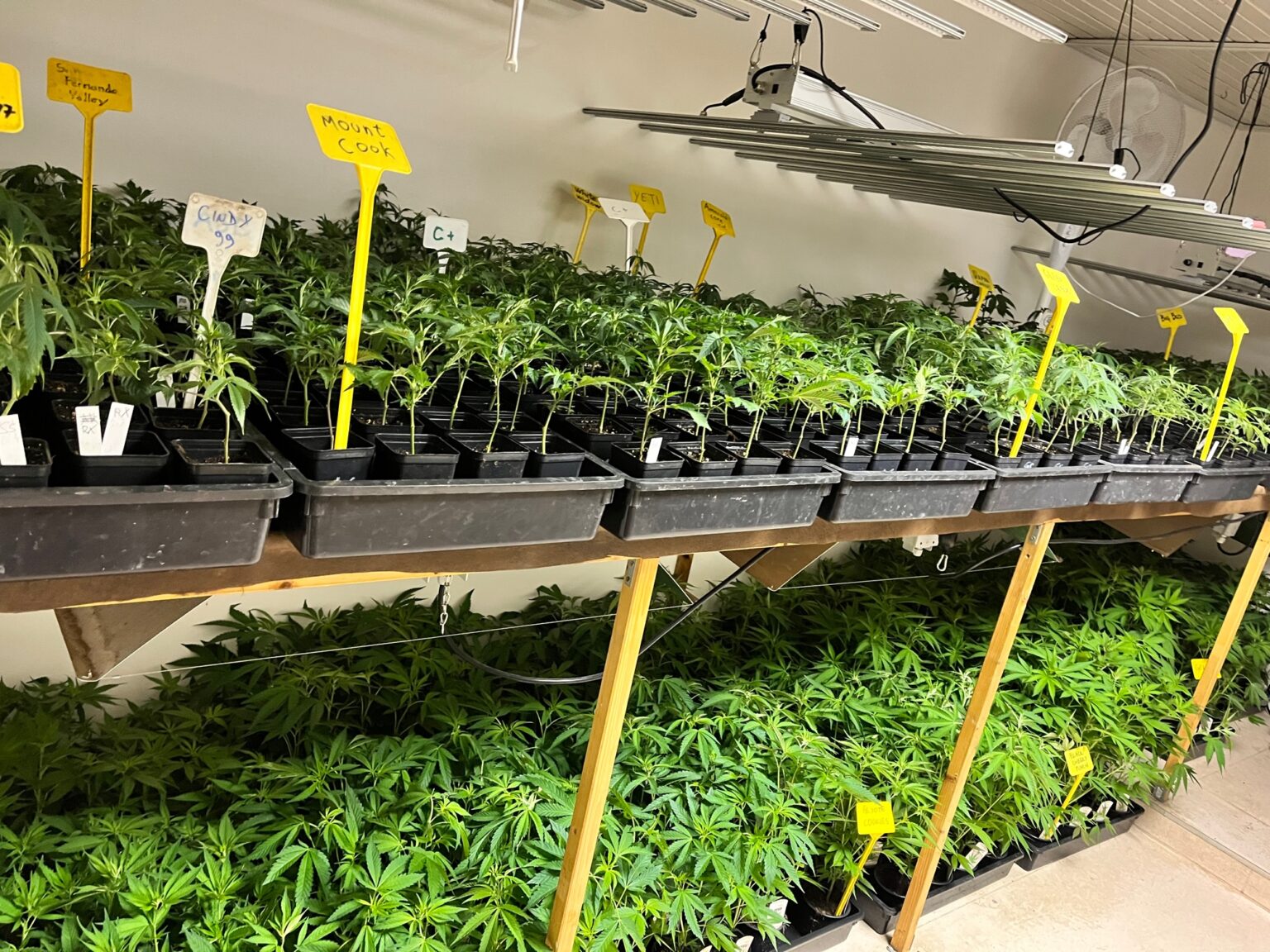 Herbs and More, CannabisHanfKonoplja Mureck Austria Konopljini