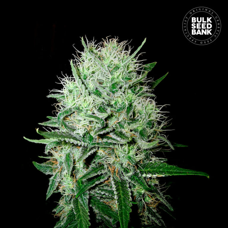 AUTO DEVIL’S KISS Herbs and More, CannabisHanfKonoplja Mureck