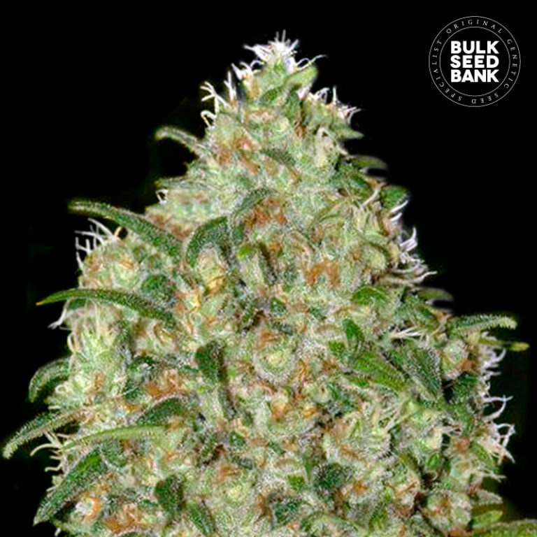AMNESIA PLATINUM Herbs and More, CannabisHanfKonoplja Mureck